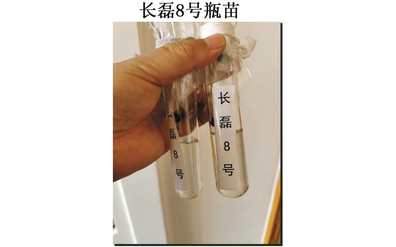 長磊農業(yè)科技開發(fā)有限公司品種研發(fā)